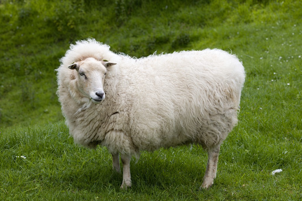 schaap ovis aries landbouw veeteelt industrie vee polder agrarisch agricultuur milieu klimaat stikstof co2 bio ecologisch biologisch natura2000 planetproof natura 2000 veehouderij